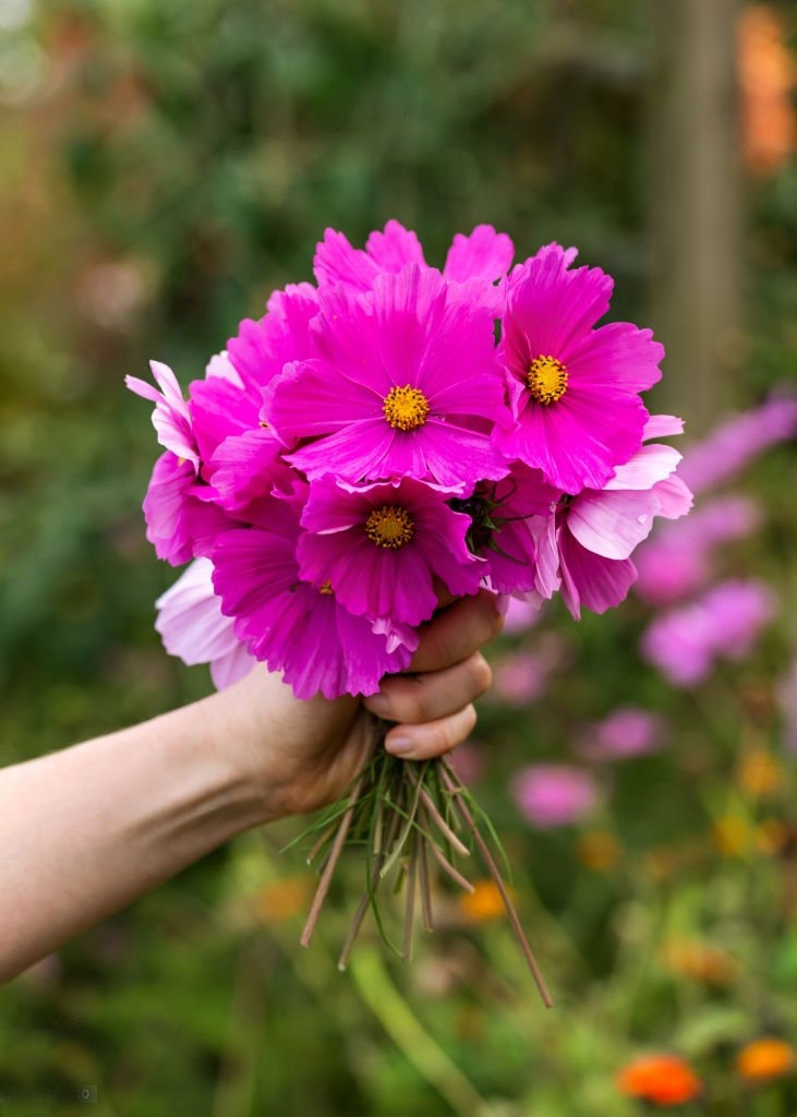 Kosmos-Cosmos (C.bipinnatus)